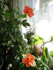 DSC02382.jpg