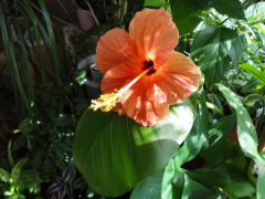 DSC02386.jpg