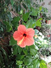 DSC02390.jpg