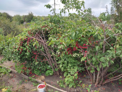 IMG_20250807_131812.jpg