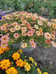 IMG_20250809_191953.jpg