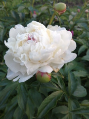 IMG-20210612-WA0027.jpeg (144.95 КБ) 5556 просмотров Цвети и пахни)