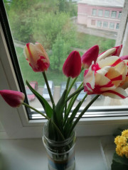 Мои тюльпаны