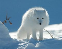 arctic-fox.jpg