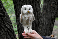 1VHIk3FAn1U.jpg (176.74 КБ) 27577 просмотров #неясыть