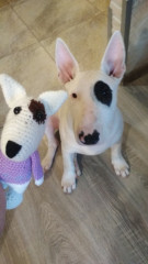 бультерьер в св с оригиналом.jpg (112.91 КБ) 8768 просмотров портретная кукла даже была )