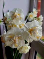 20250225_093340.jpg (146.18 КБ) 17135 просмотров А сейчас на окне вот такие отцветают :-) Тоже потом на клумбу пойдут :-)