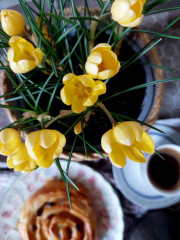 20250205_082220.jpg (224.09 КБ) 17135 просмотров Сначала крокусы купила, не устояла :-)