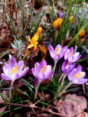 20250205_124618.jpg (265.12 КБ) 17135 просмотров А это на клумбе уже из высаженных в прошлые годы :-)