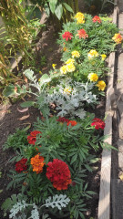 IMG_20240804_145050.jpg