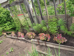 IMG_20250531_131831.jpg
