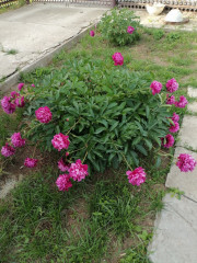 цветник (11).jpg