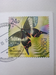 1736524297403.jpg