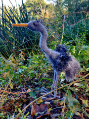 20250919_150838.jpg (503.92 КБ) 829 просмотров #цапля