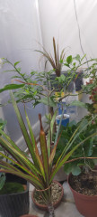 IMG20251008082215.jpg