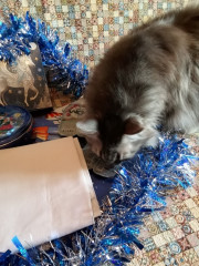 Веня не упустил, все проверил. Нора скромная кошечка, она не суёт я, когда не зовут.