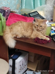 Это наш рыжий Тимочка