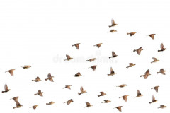 flying-sparrows-isolated-white-background-30517888.jpg