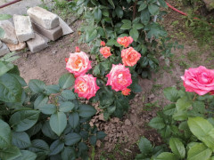 розы26 (13).jpg