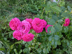 IMG_20260730_203236_278.jpg