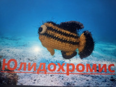 ю.jpg