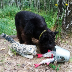 Котенок сшит, рыбки сваляны, собачка живая