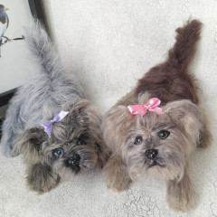 IMG_20220220_120846_454.jpg (299.43 КБ) 5554 просмотра Йорики связаны по мк Татьяны Коротких