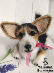 коржик.jpg (168.99 КБ) 5528 просмотров #коржик риччи