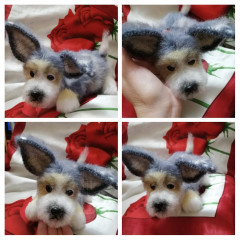 20220520_231017-COLLAGE.jpg (201.81 КБ) 6028 просмотров #коржик Риччи