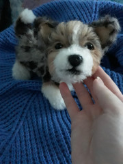 20220524_174402.jpg (187.9 КБ) 5323 просмотра #коржик Риччи