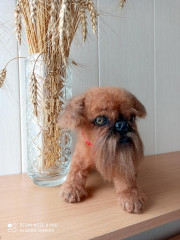 IMG_20200224_113115.jpg (149.95 КБ) 6355 просмотров Грифон по МК <br />Татьяны Коротких