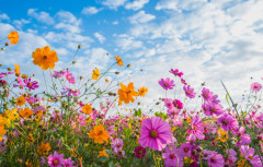 cosmos-rozovye-nebo-solntse-leto-summer-field-pole-pink-fl-5.jpg