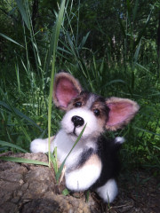 IMG_20220626_164307.jpg (258.1 КБ) 5756 просмотров # коржик риччи