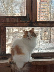 20220407_103354429.jpg (266.48 КБ) 9870 просмотров Это киса, которая живет у мамы
