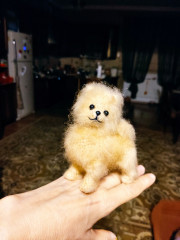 IMG_20221018_202418.jpg (154.16 КБ) 5265 просмотров #миниатюрный шпиц