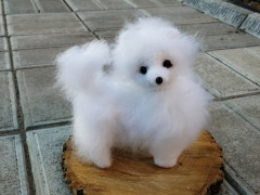 IMG_20221022_174122.jpg (172.2 КБ) 5227 просмотров #миниатюрный шпиц