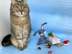 D205604E-A351-4F53-91B5-E8C74669EC12.jpeg (285.41 КБ) 5760 просмотров #заяц с пончиком