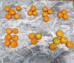 Screenshot_20221206_191736.jpg (135.42 КБ) 4773 просмотра Мандарины передают всем привет и просят поставить песню Кааайфуеем!! Сегодня мы с тобой Кааайфуеем!!! (слово читается?)