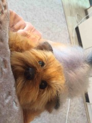 6616D07D-76D7-4812-849F-86730FB5EF13.jpeg (99.81 КБ) 6099 просмотров Моя собачка ,связаная в онлайне с Таней Коротких