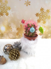 кактус.jpg (200.61 КБ) 4315 просмотров Кактус хочет быть ёлочкой