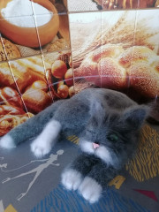 IMG_20230209_145514.jpg (257.15 КБ) 6629 просмотров #кот Тимофей