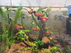 IMG_20230401_130857.jpg (268.76 КБ) 4222 просмотра Мои рыбки. Аквариум 1,5 года.