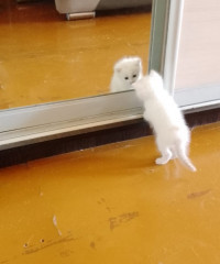 IMG_20230430_083045.jpg (105.86 КБ) 7587 просмотров Какая я красииииивая!!!!!!