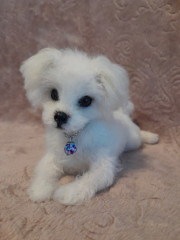 20230721_123707.jpg (125.84 КБ) 11534 просмотра Лежебока, онлайн с Татьяной Коротких