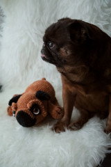 20230414191536_108A9935_edit_6467848881825.jpg (135.24 КБ) 11444 просмотра Мой брабансончик Ричард знакомится со своим новым другом