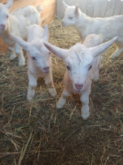 IMG_20230330_103139.jpg (255.95 КБ) 7536 просмотров Всем доброго дня. Это мои любимчики