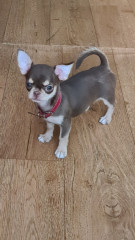 20221213_133546.jpg (176.22 КБ) 7501 просмотр Шерри