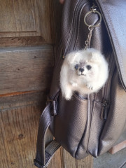 IMG_20230701_143838.jpg (255.63 КБ) 6617 просмотров Брелок